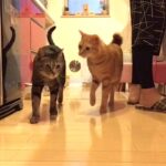 My Cat From Hell 259 / ある日の猫缶タイム#2