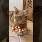 かかりつけ医に聞いてみた【猫のトイレトレーニング】 #cat #ねこかつ #保護猫 #にゃんハウス #ねこ #猫のいる暮らし