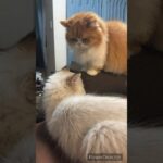 ブイちゃんのしつけ #ミヌエット #短足猫 #靴下猫 #猫 #猫のいる生活  #ラグドール #cat #catlife  #고양이