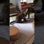 猫を投げる！ #cat #shorts #animal