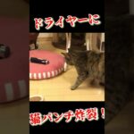 猫パンチ炸裂！ #cat #shorts #punch