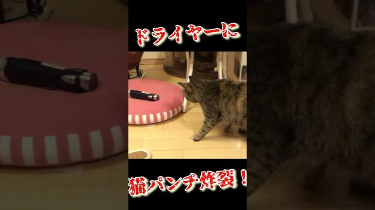 猫パンチ炸裂！ #cat #shorts #punch