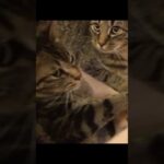我が猫ながら可愛いお顔！lol #shorts #cat #animals