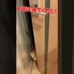 帰宅時の猫達の反応第二弾！#shorts #cat #animals
