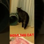 猫の遠吠え！#shotrs #cat #howling