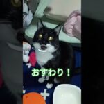 【猫だって『おすわり』をするんです】#おすわり #ごはん #黒猫 #ハチワレ  #しつけ