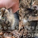 やんちゃ盛りのちび猫😅あんちゃんのしつけ教室がはじまる！
