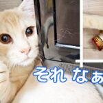 試してみた｜いたずら子猫のしつけにあの方法を…［ジェネッタ子猫｜生後５ヵ月］