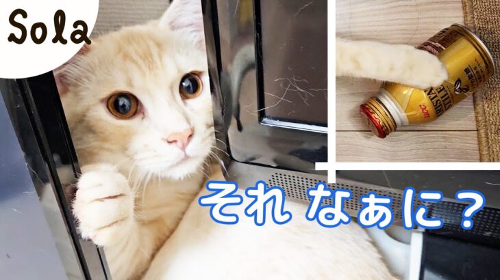 試してみた｜いたずら子猫のしつけにあの方法を…［ジェネッタ子猫｜生後５ヵ月］