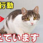 猫が甘えてくる時にする仕草10選を紹介