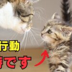 意外と知らない猫にとっては虐待になる行動10選