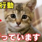 猫が嫌がる人間の行動7選を紹介