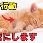 【危険】早死にする猫の特徴8選を紹介
