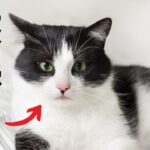【必見】飼い主を母親だと思って見せる 猫の行動9選