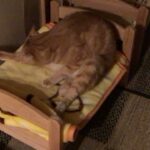 My Cat From Hell 281 / おっさん座りな猫