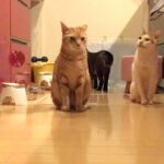 My Cat From Hell 287 / ある日の猫缶タイム#5