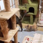 My Cat From Hell 288 / ウサギに追いまわされる猫！
