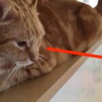 My Cat From Hell 308 / 総合格闘技を見る猫！