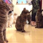 My Cat From Hell 313 / ある日の猫缶タイム #7