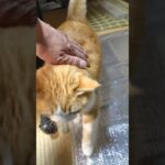 しつけ