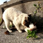 【貴重映像】猫島の先輩猫が子猫にしつけを教える【奥武島】【沖縄】