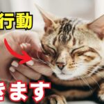 【徹底解説】猫に懐かれる人の特徴10選を紹介