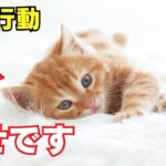 猫が幸せだと感じている時にする行動9選