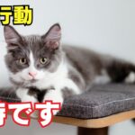 知らないうちにやってる 猫への虐待行動9選