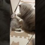 【#ペルシャ王国】兄猫による、しつけ！  #ペルシャ猫ろここ #ろここダイアリー #ねこ #こねこ #子猫 #猫 #ぺるしゃねこ #cat #cats #kitty #shorts #5ペルシャ