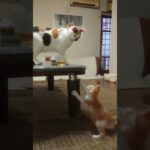 長女のしつけが厳しすぎて、立ち直れない子猫　　 #cat #みゅうちゃんねる ##猫のいる暮らし #にゃんず #catvideos #猫好きさんと繋がりたい