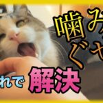 猫の噛み癖の治し方【猫に噛まれる人必見】猫のしつけ