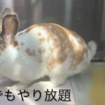 しつけに失敗するとうさぎはこうなります　【母の日プレゼント】　※概要欄見て下さい！