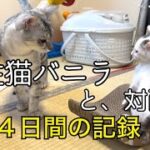 1カ月の子猫。先住猫との対面。こんなに激しいなんて…