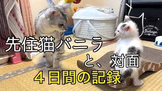 1カ月の子猫。先住猫との対面。こんなに激しいなんて…