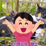 【猫の子育て話その1】その時子猫は母猫を閉め出した・母猫がもんでいる手元にあったモノは・厳しすぎる母猫のしつけとは！