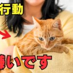 猫が嫌がる人間の行動ランキング10を紹介