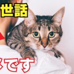 猫の世話でやってはいけないランキング10を紹介