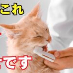 猫が幸せを感じる瞬間 ランキング10を紹介