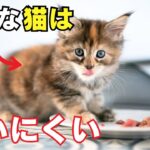 飼いにくい猫の特徴7選を紹介