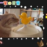 【のぞき見7】まったく出来ていないけどしつけ編