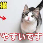 【徹底解説】育てやすい 猫の特徴7選を紹介
