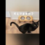 非常時のこと考えてますか？ #cat  #猫動画 #動物のいる暮らし #cute  #譲渡猫 #避難先ペット #猫好き #しつけ