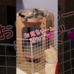 先住猫は白柴姉妹をしつけ中✨仲良くする為にきちんとマナーと学びましょう☺️#こいぬ  #かわいい犬 #もふもふ #ふわふわ #癒し #柴犬 #dog  #shibainu  #白柴犬 #双子 #先住猫