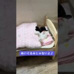 子猫をねかしつけたみた！　フルバージョンは関連動画より　#保護猫　#kitten