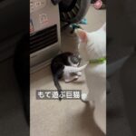 兄猫のしつけ #猫好き #保護猫 #子猫 #kitten #catshorts #猫動画 #進撃の巨人