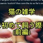 猫の雑学猫を初めて飼う際には（前編）