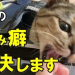 【猫に噛まれる人必見！】猫が噛む本当の理由と噛み癖を直す方法【保護猫】