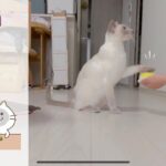 【猫】【トンキニーズ】会話ボタンを押すトレーニング