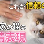 愛されて育った猫が見せる行動