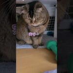 いつもと違うところ#スコティッシュフォールド#猫
